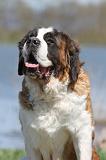 SAINT BERNARD 126